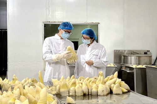 搶鮮出海 畬鄉(xiāng)筍罐頭走俏西班牙，傳統(tǒng)食品打開國際新銷路